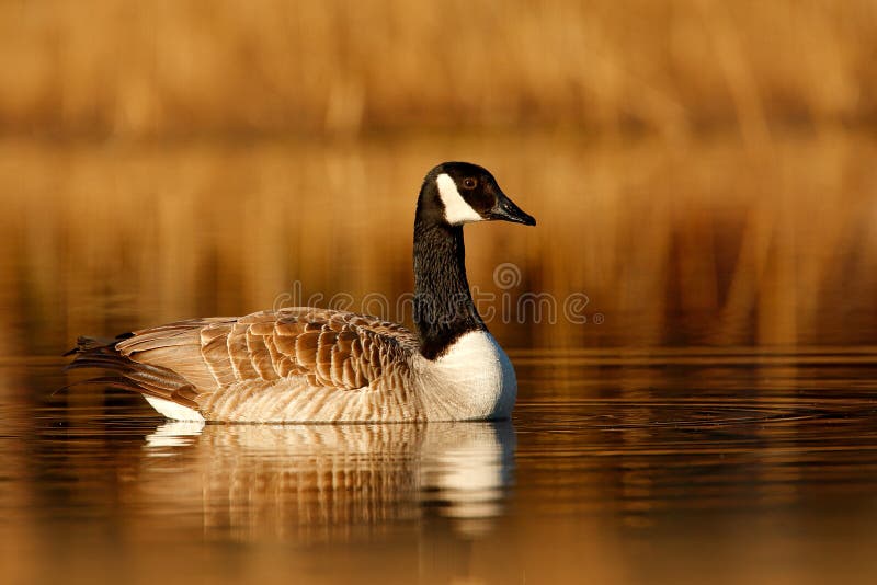 Barnacle Goose, Branta leucopsis, black and white in the water surface, animal in the nature lake grass habitat, Sweden. Morning s