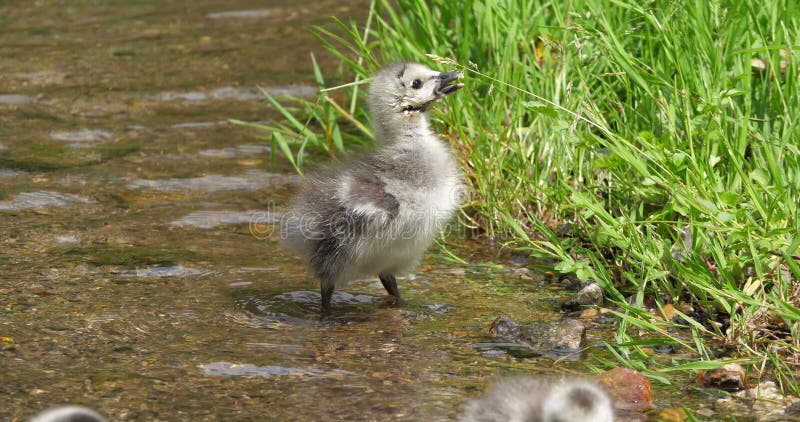 Barnacle Goose, branta leucopsis, dwie plotki stojące w wodzie, Normandia