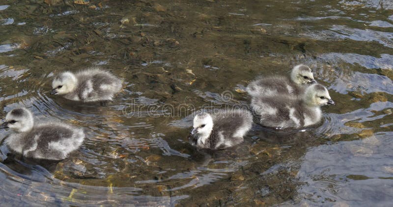 Barnacle Goose, branta leucopsis, goslings stojący w wodzie, Normandy