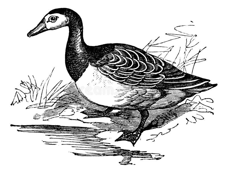Barnacle Goose Branta Leucopsis Feral Goose Stock Illustrations – 3 ...