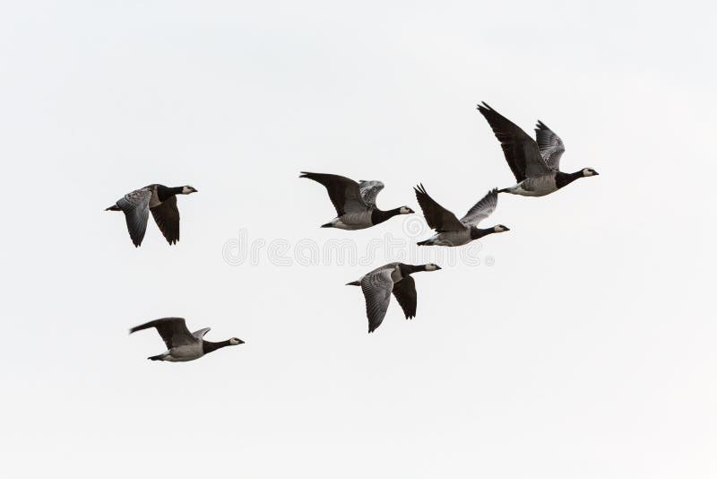 Barnacle goose flying