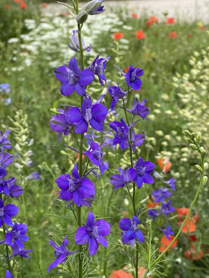 Barnacle Spur, Consolida Ajacis Stock Photo - Image of delphinium ...