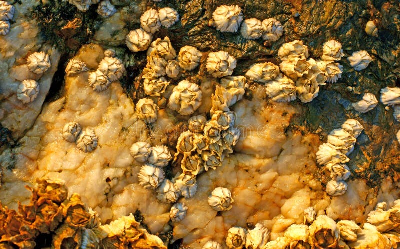 Barnacles Attached on Stone Macro Stock Photo Biology Diagrams