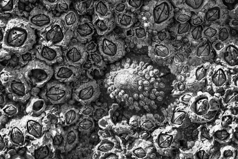 Barnacles on the rockes stock image. Image of barnacles Biology Diagrams