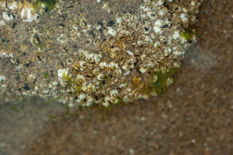 tidal pool barnacle tidal pool barnacle