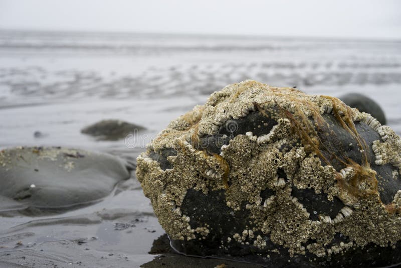 Barnacles Growing in Marine Rope Stock Photo Biology Diagrams