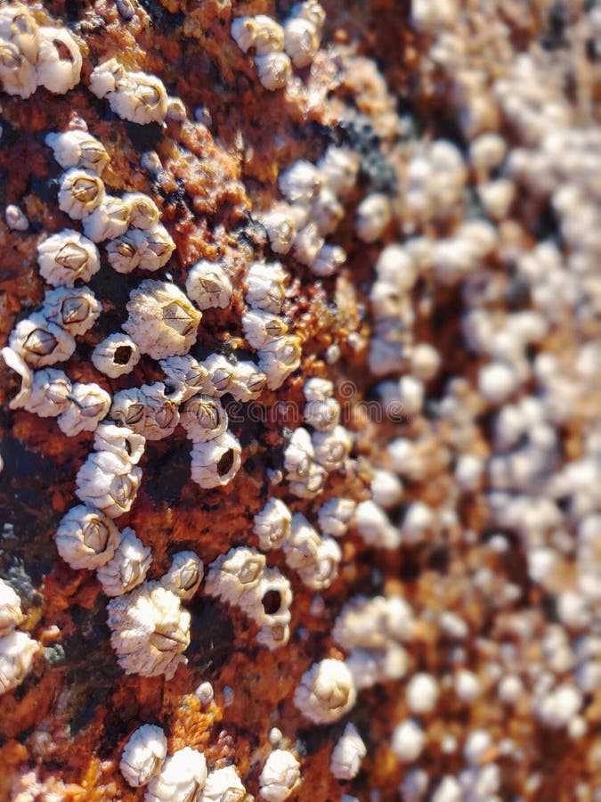 Barnacles on the rocks stock image. Image of rock, soil Biology Diagrams