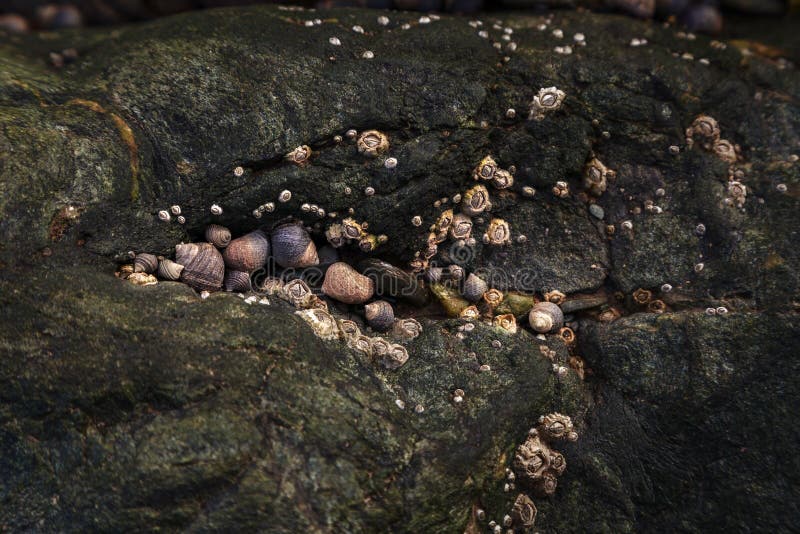 Barnacles Shells Attached To Rock in a Pattern Stock Photo Biology Diagrams