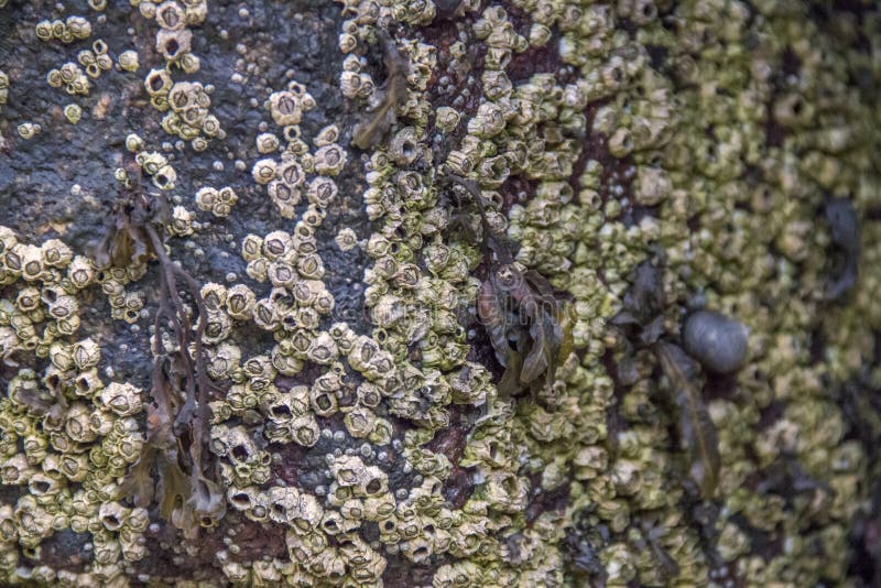 Barnacles on the Side of a Rock at the Ocean Stock Photo Biology Diagrams