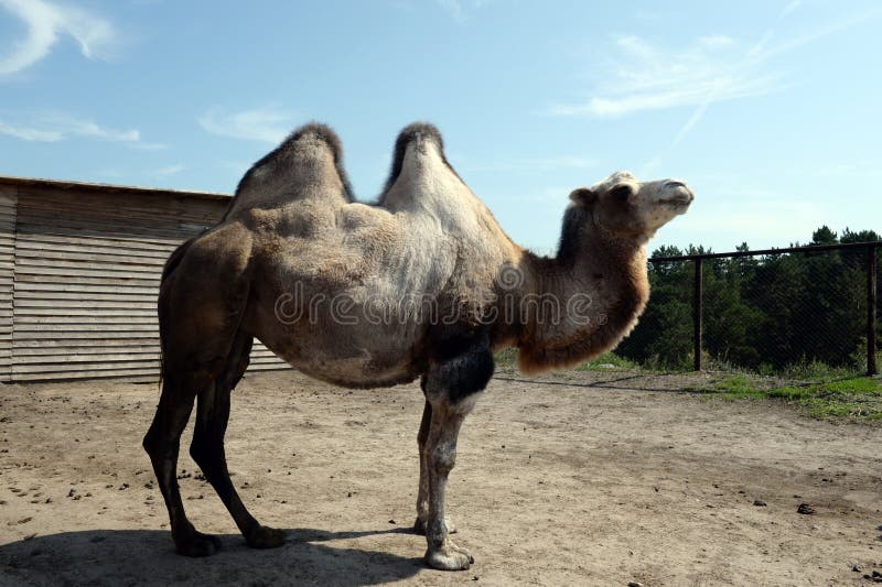 Bactrian Camel at the Ostrich Ranch Contact Zoo in Barnaul Stock Image ...