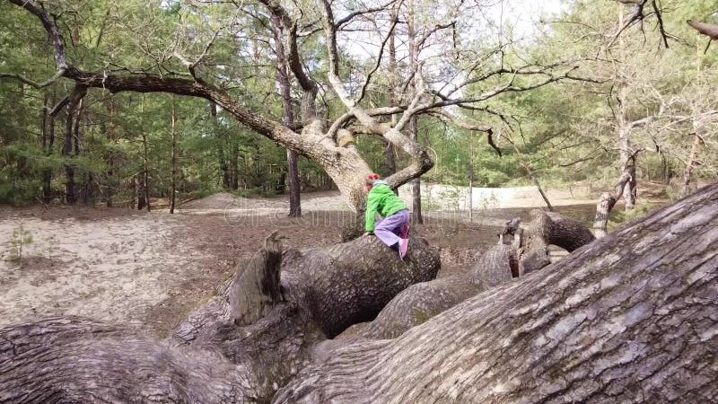 Barnet klättrar upp i ett stort träd som växer i skogen