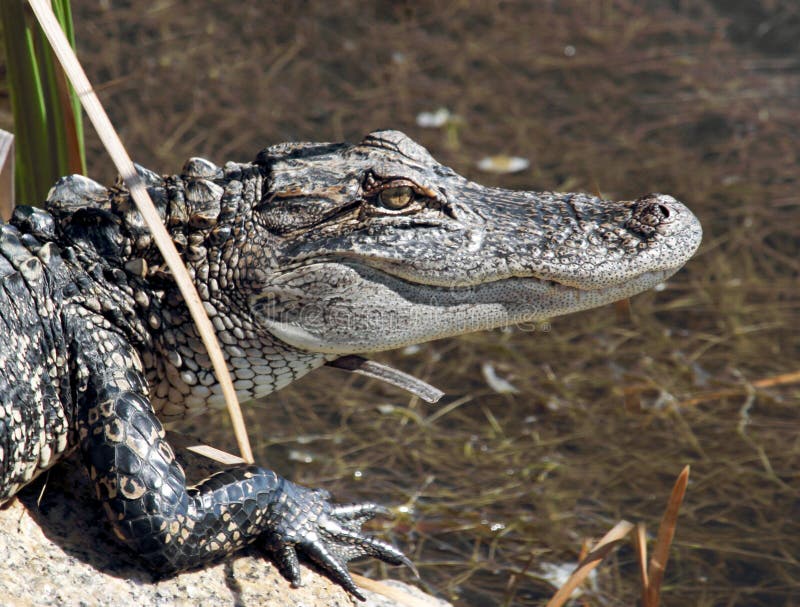 Barnslig alligator royaltyfria bilder
