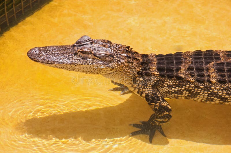 Barnslig alligator royaltyfri bild