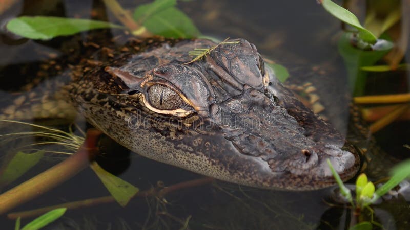 Barnslig alligator i det Louisiana träsket royaltyfria foton