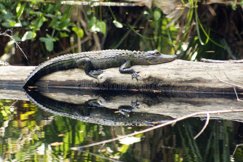 Barnslig alligator i en tropisk skog royaltyfria foton