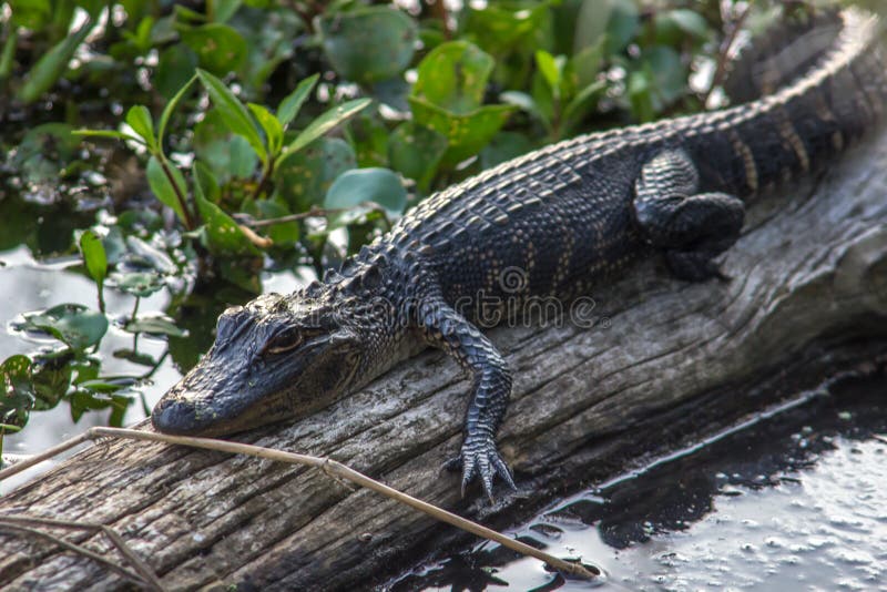 Barnslig alligator i solen royaltyfri bild
