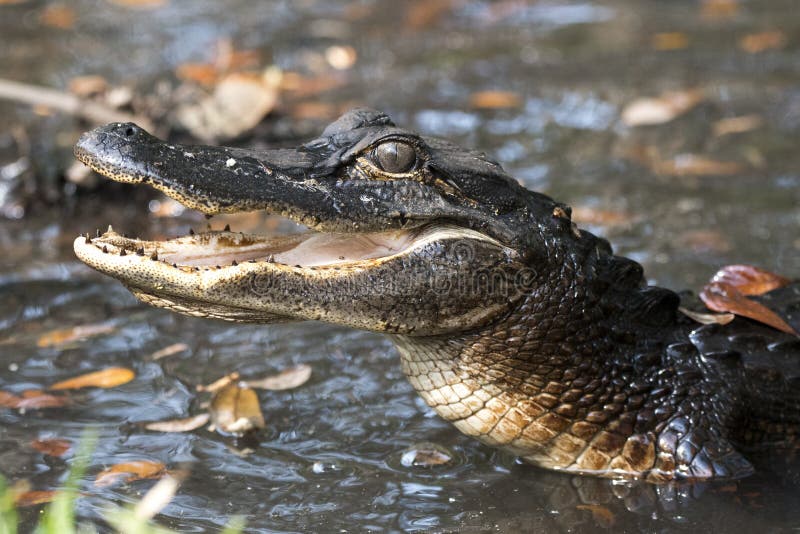 Barnslig alligator med? ppna visande t? nder f? r mun arkivfoto