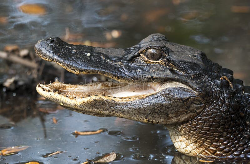 Barnslig alligator med öppna visande tänder för mun arkivbild