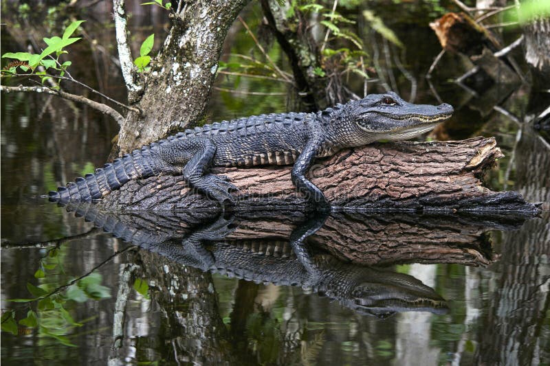 Barnslig alligatorreflexion i Everglades royaltyfria bilder