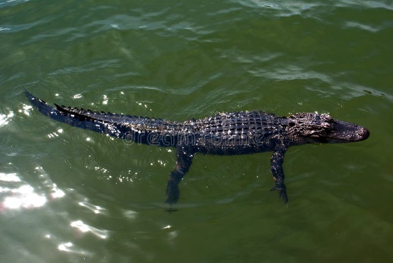 Barnslig alligatorsimning i dammet på Hilton Head Island South Carolina arkivfoton