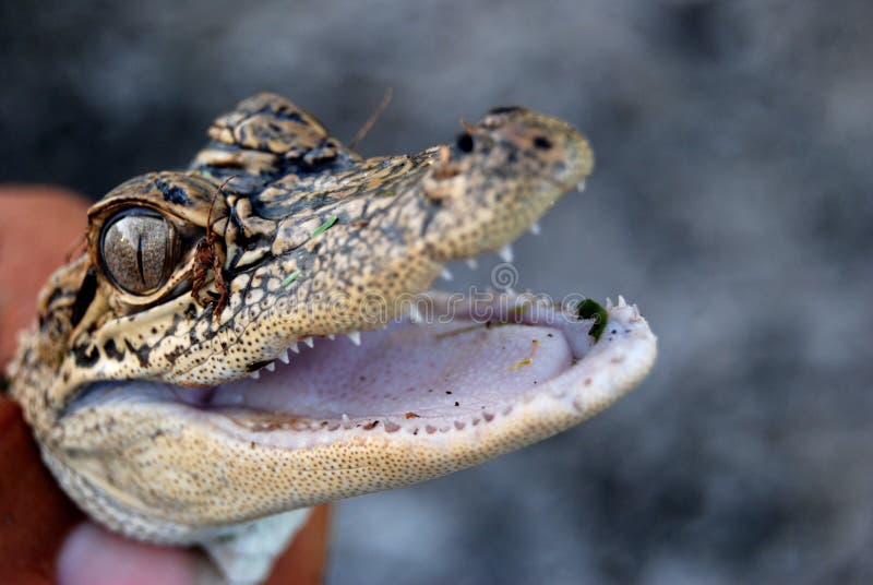 Barnslig amerikanalligator royaltyfri foto