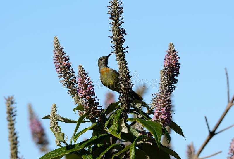 Barnslig man Brand-tailed Sunbird (den Aethopyga ignicaudaen) royaltyfria foton Barnslig man Brand-tailed Sunbird (den Aethopyga ignicaudaen) royaltyfria foton