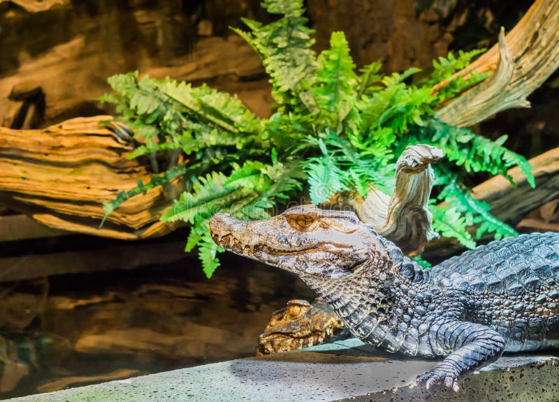 Barnsligt dvärg- huvud för kajmankrokodil i closeupen, tropisk alligator från Amerika royaltyfri fotografi