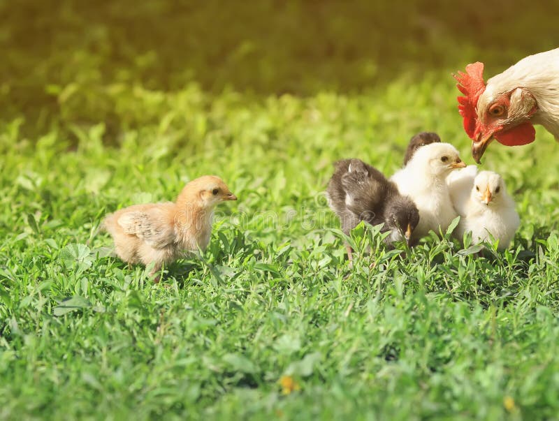 Barnyard Funny Little Chicken Walking Around Farm Yard Stock Photos - Free & Royalty-Free Stock Photos from Dreamstime Barnyard Funny Little Chicken Walking Around Farm Yard Stock Photos - Free & Royalty-Free Stock Photos from Dreamstime