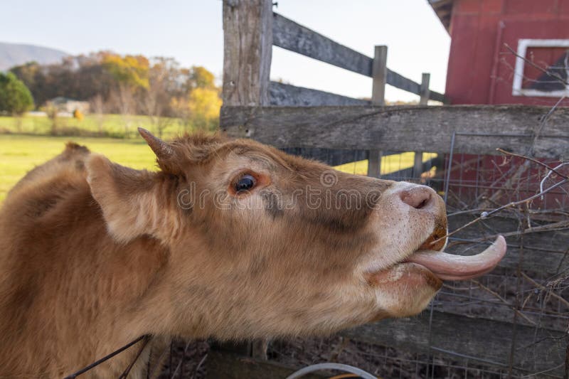 Barnyard : zabawna krowa liżąca gałąź. zdjęcie stock