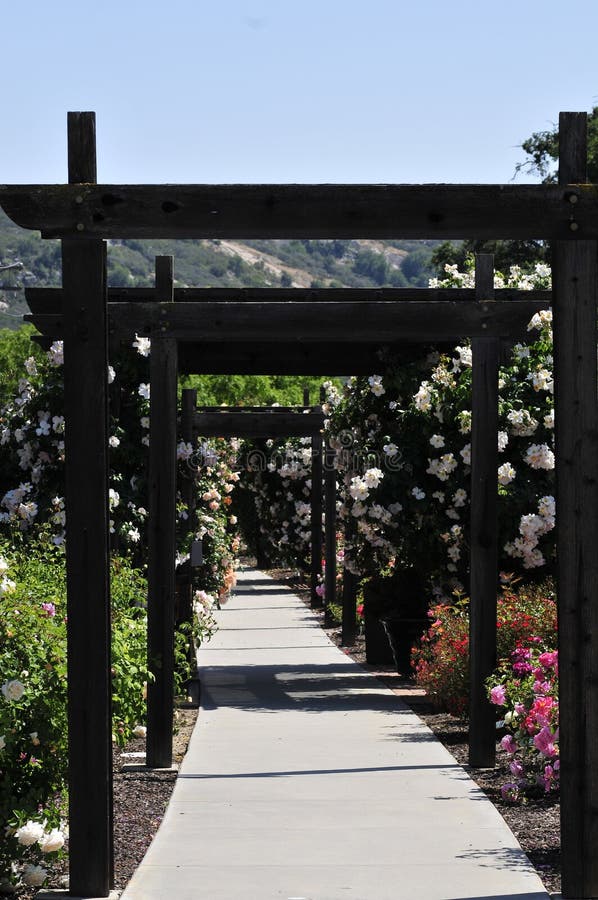 Dark brown wooden pergolas feature prolific Kew Gardens white climbing roses, growing in the Barona Resort and Casino Rose Garden on the Barona Reservation of the Barona Band of Mission Indians. HTBphotos by John and Katharina Notarianni for websites, print and other published media. Dark brown wooden pergolas feature prolific Kew Gardens white climbing roses, growing in the Barona Resort and Casino Rose Garden on the Barona Reservation of the Barona Band of Mission Indians. HTBphotos by John and Katharina Notarianni for websites, print and other published media.