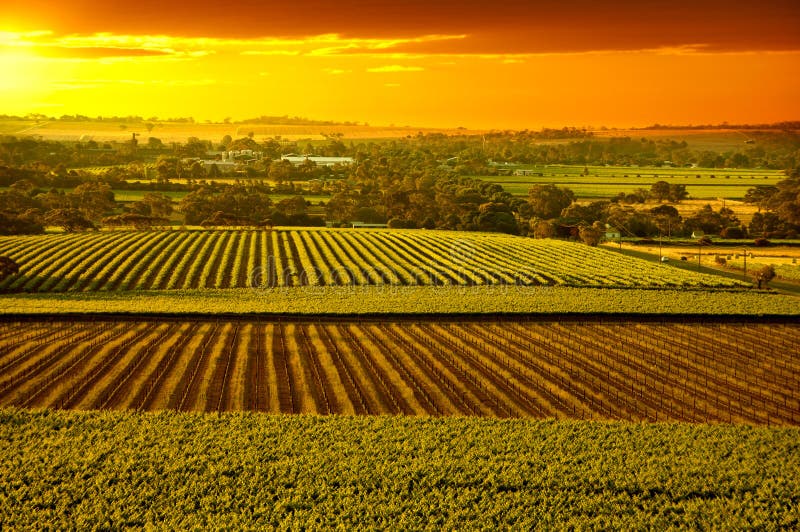 Barossa Vineyards Australia royalty free stock photos Barossa Vineyards Australia royalty free stock photos