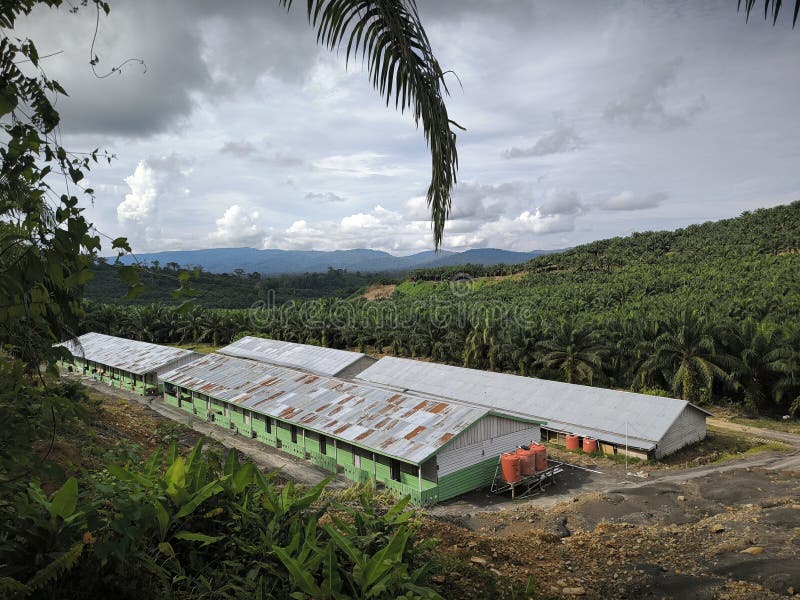 The Palm Oil Factory Has a Hot Aluminum Plate Installed on the Iron