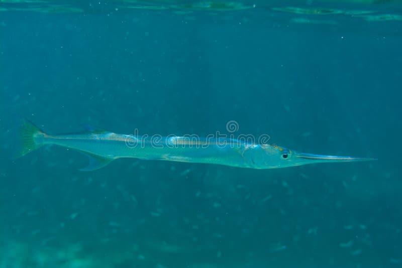 Indian Ocean Fish Chart