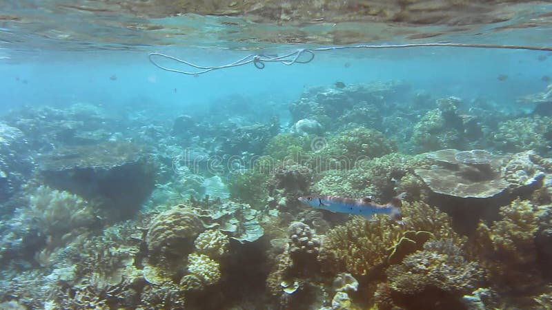 Barracuda nada perto do recife de coral tropical. borda com corais duros e peixes tropicais. acampamento raja da ilha kri