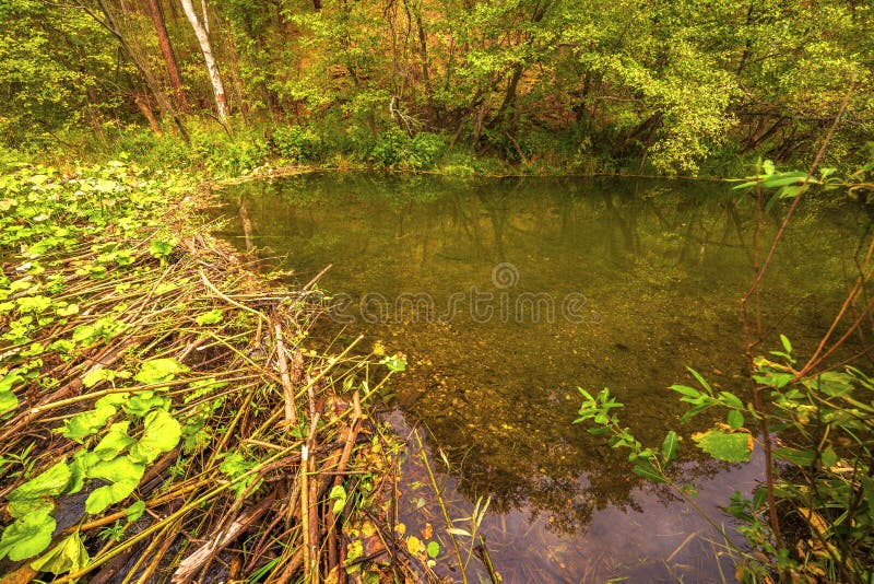 Barrage construit par des castors photos stock Barrage construit par des castors photos stock