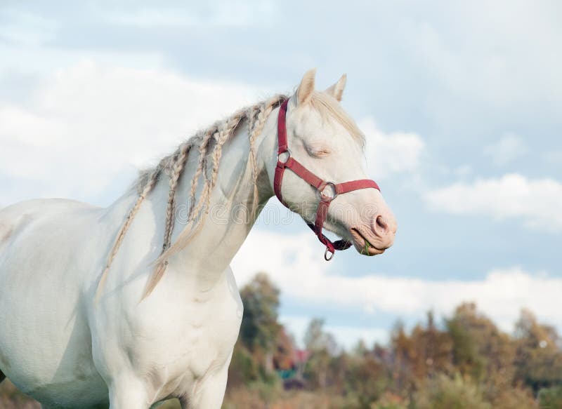 Cream welsh pony dam in the field. cloudy evening. Cream welsh pony dam in the field. cloudy evening