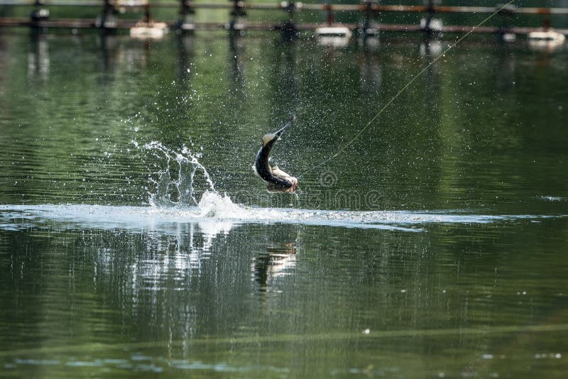 Barramundi Hooked Stock Photos - Free & Royalty-Free Stock Photos