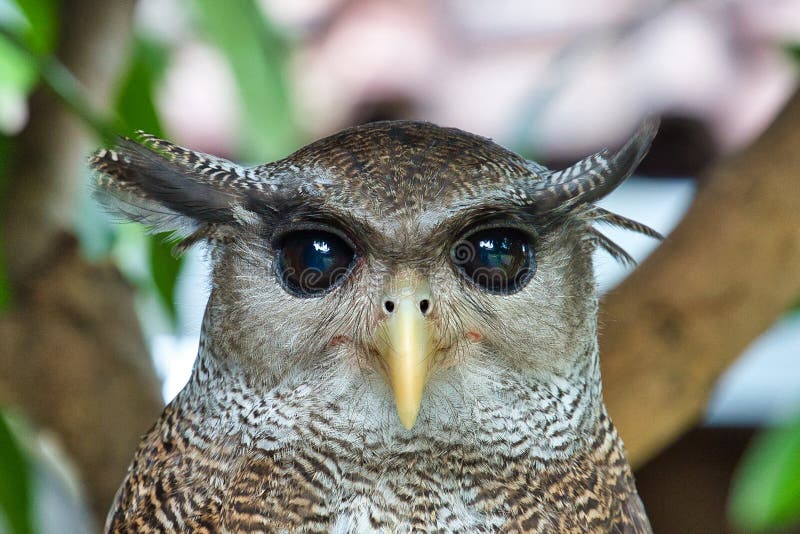 Portrait of an barred eagle owl.