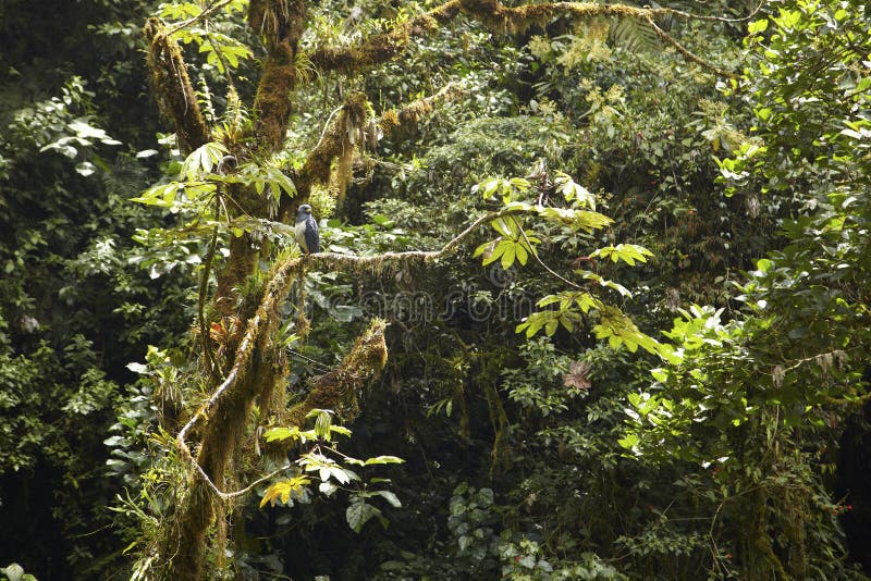 Barred Hawk, Panama