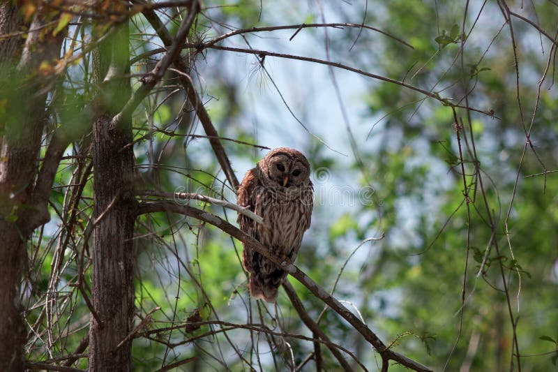 Mother and Baby Owl stock photo. Image of babies, barred - 732706