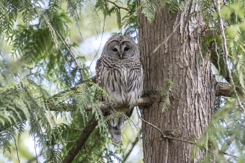 Barred owl bird stock photo. Image of birds, wildlife 184267360
