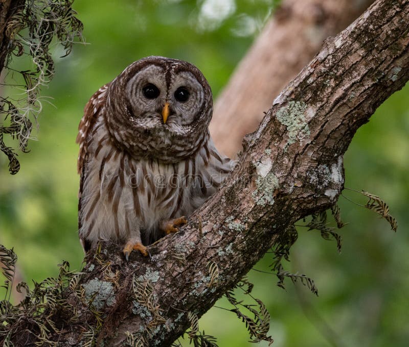 Barred Owl in Florida stock photo. Image of florida 147843524