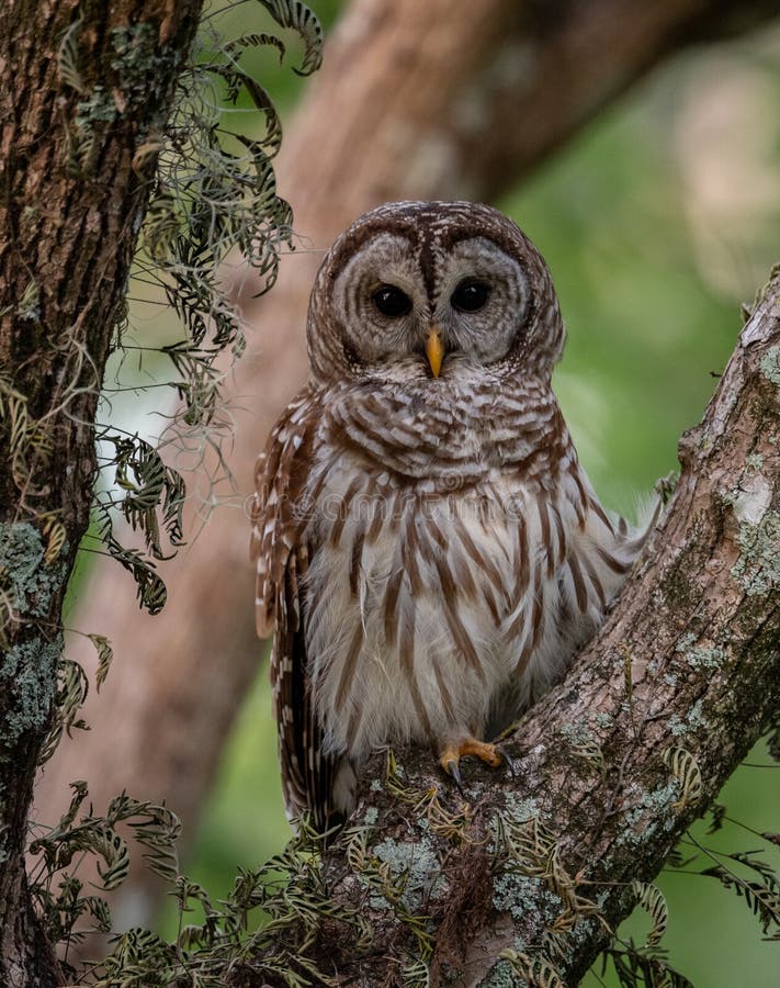 Barred Owl in Florida stock image. Image of pattern 147843383