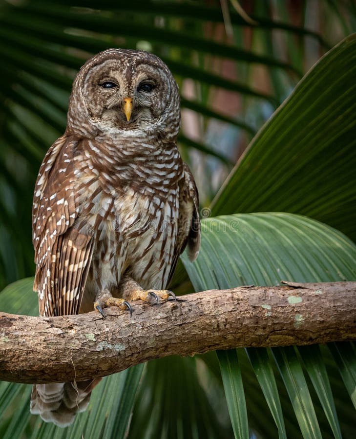 Barred Owl in Florida stock image. Image of canada, great 160464669