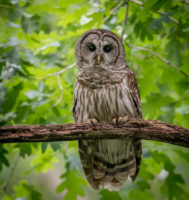 Winter Horned Barn Owl stock photo. Image of hunter, snow 7360584