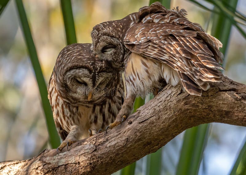 Barred Owl Portrait