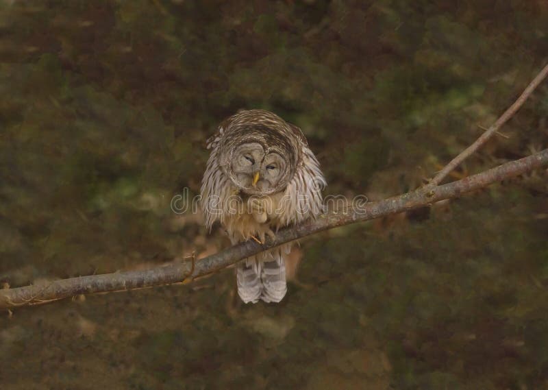 Barred Owl Preening on a Limb Stock Photo - Image of falcon, animal ...