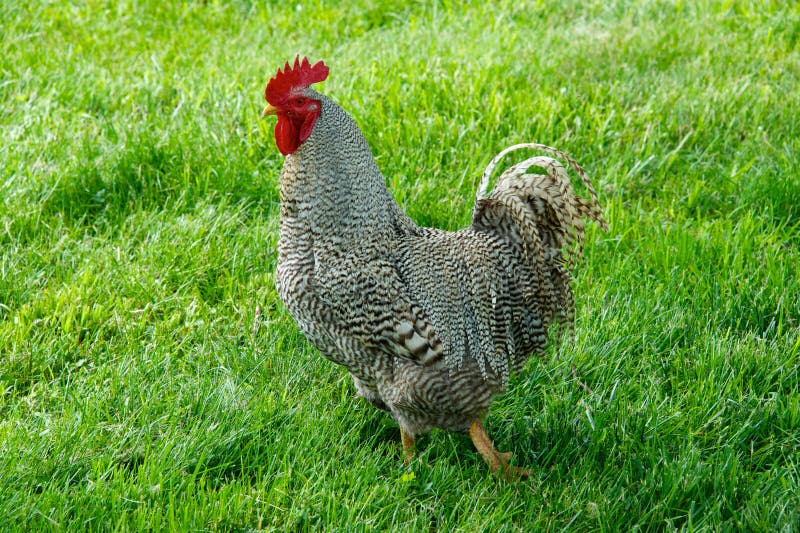 Barred Plymouth Rock Rooster royalty free stock image