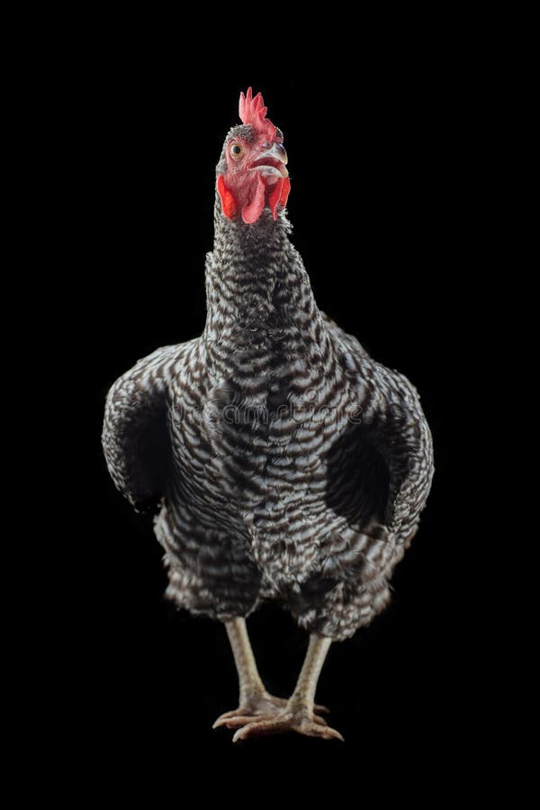 Barred rock chicken royalty free stock image