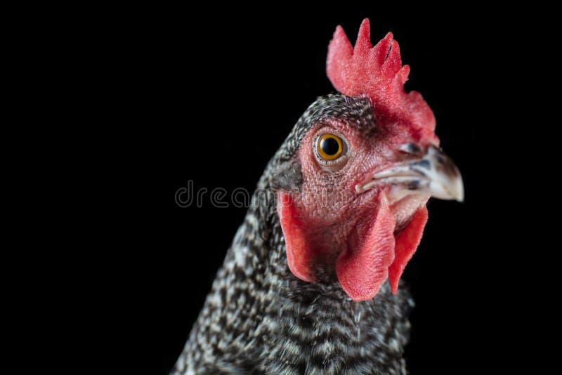 Barred rock chicken royalty free stock image
